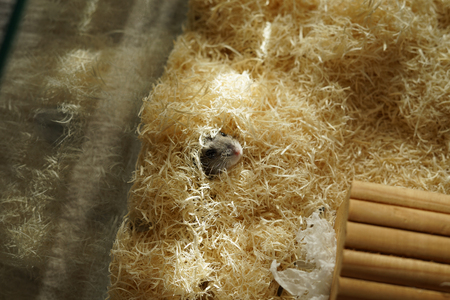Djungarian hamster imageの写真素材