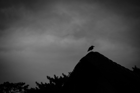 World of crow and monotoneの写真素材