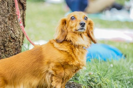 the miniature dog background.の写真素材