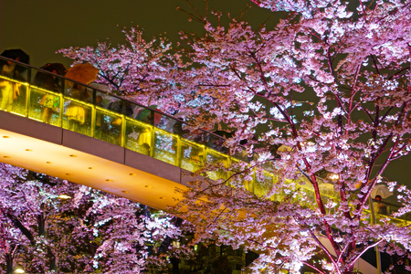 Cherry blossoms of Tokyo Midtownのeditorial素材