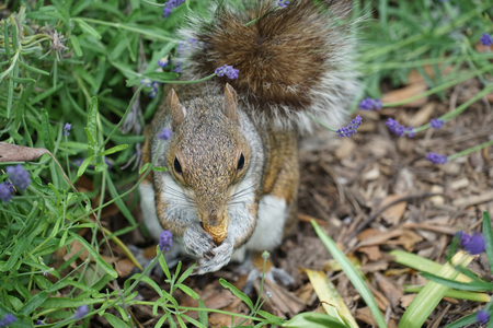Squirrels eating acorns