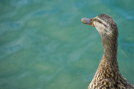 Duck  close up background.の写真素材