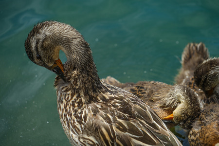 Duck close up background.の写真素材