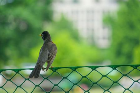 Bird from behindの写真素材