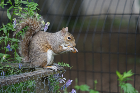 Squirrels eating acorns
