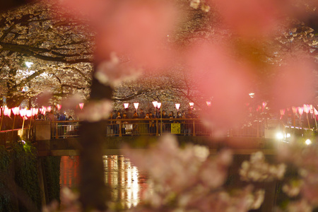 Image of the cherry blossoms of the Meguro Riverのeditorial素材