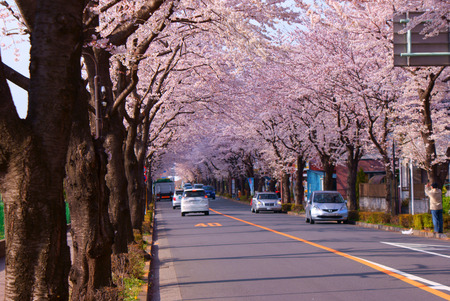 Sakura of tunnelのeditorial素材