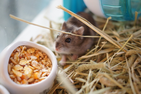 Image of hamster (Djungarian)の写真素材
