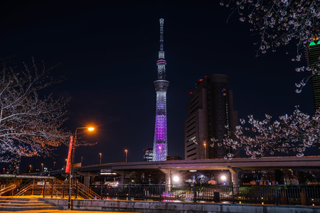 Cherry trees and sky treeのeditorial素材