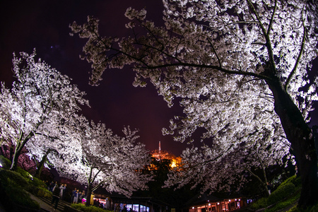 Of going to see cherry blossoms at night Sankei Gardenのeditorial素材