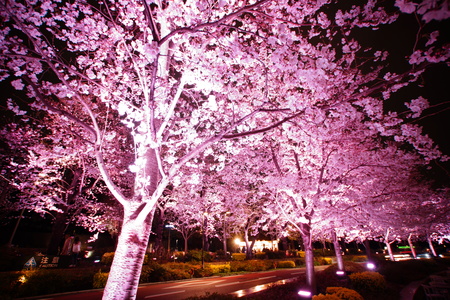 Image of going to see cherry blossoms at nightのeditorial素材