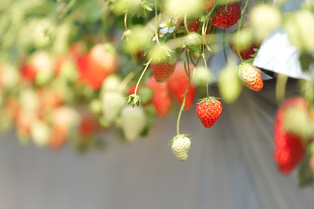 Strawberry fruits background.の写真素材