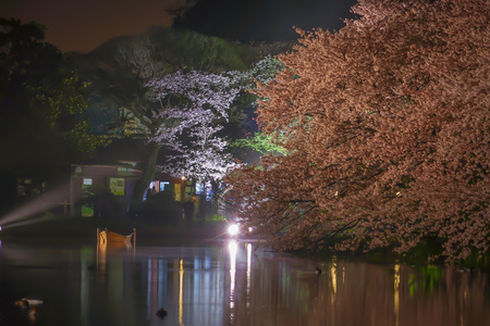 Of going to see cherry blossoms at night Sankei Gardenのeditorial素材