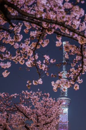 Tokyo Sky Tree and going to see cherry blossoms at nightのeditorial素材