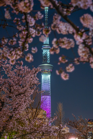 A going to see cherry blossoms at night sightseeing and Tokyo Sky Treeのeditorial素材