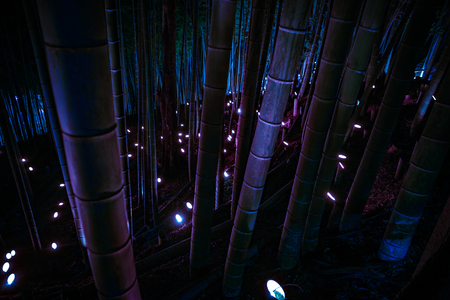 Small-diameter light-up of the bamboo grove (small desk Castle forest of citizen)の写真素材