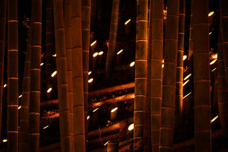 Small-diameter light-up of the bamboo grove (small desk Castle forest of citizen)の写真素材