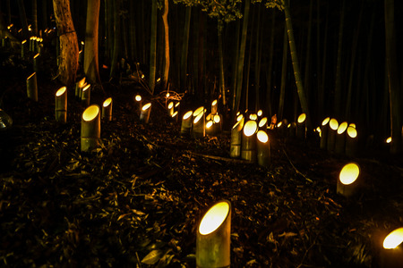Small-diameter light-up of the bamboo groveの写真素材