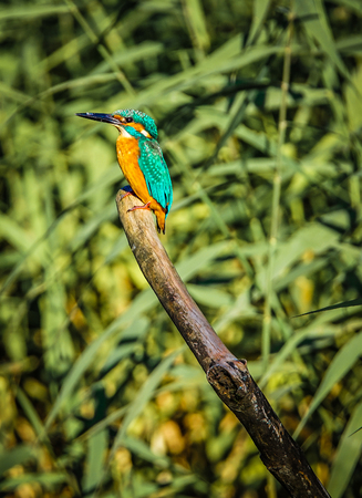 Kingfisher image (Yamato-shi Izumi Forest Park)の写真素材