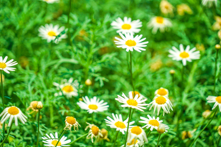 White and yellow flowers (daisy Margaret chamomile)の写真素材