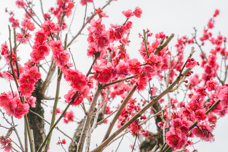 Okurayama plum garden of plumの写真素材