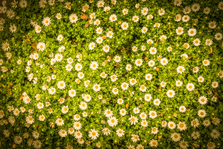 Chamomile Margaret of wallpaperの写真素材