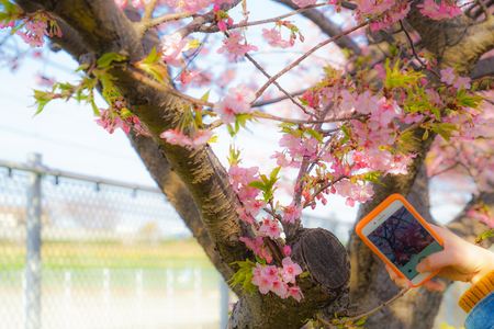 Sakura Kawazu of Miurakaiganの写真素材