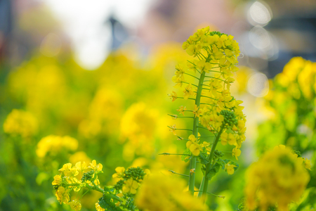 Rape field of Miurakaiganの写真素材