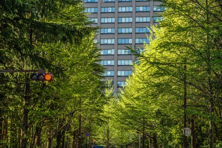 Tree-lined path of Sendai, Miyagi Prefectureの写真素材