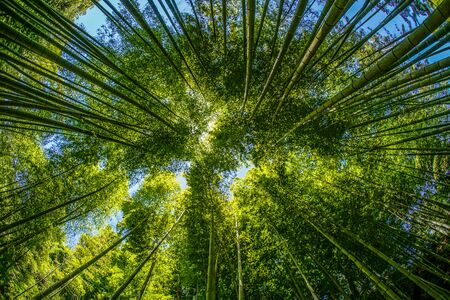 The sun peek from bamboo grove