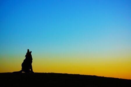 Silhouette of a dog standing on the evening of the hill