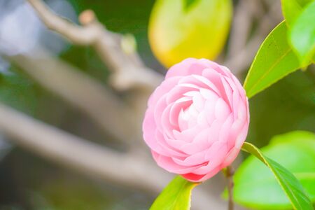 Of beautiful camellia flower imageの写真素材