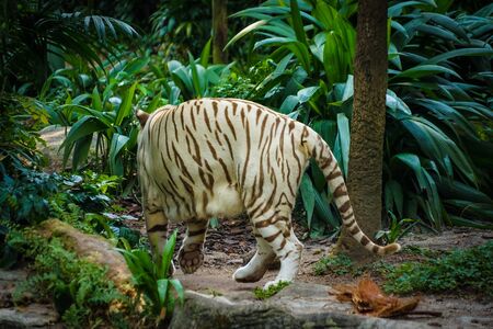 White Tiger Nestled in the jungleの写真素材