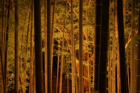 Bamboo forest light up (small desk Castle forest of citizen)の写真素材