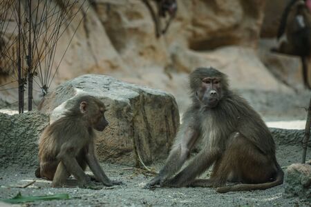 Image of baboons of Singapore Zooの写真素材