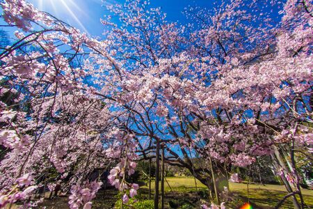 Weeping cherry tree and sunny blue skyの写真素材
