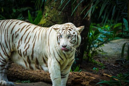 White Tiger Nestled in the jungleの写真素材