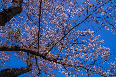 Full bloom of cherry blossoms and Japanese gardenの写真素材
