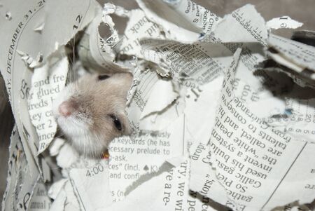 Cute Djungarian hamster image (sprue sapphire)の写真素材