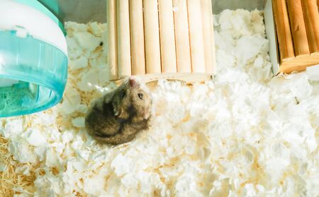Cute Djungarian hamster image (sprue sapphire)の写真素材