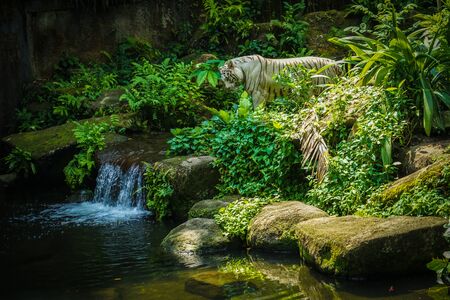 White Tiger it Nestled in the jungle