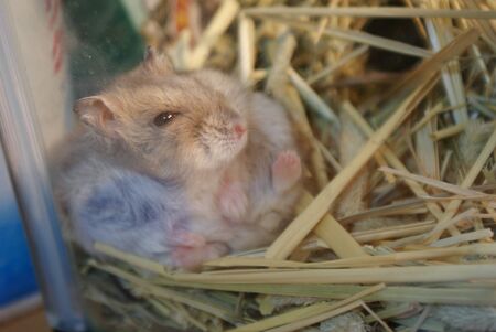 Cute Djungarian hamster image (sprue sapphire)の写真素材