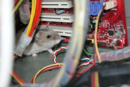 Cute Djungarian hamster image (sprue sapphire)