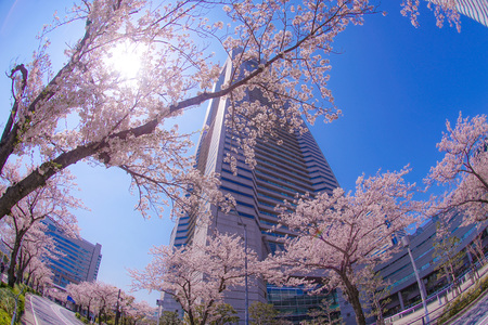 Sakura and Yokohama Minato Mirai rooftops of full bloomのeditorial素材