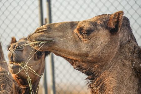 Of the Arabian desert camel (United Arab Emirates)の写真素材