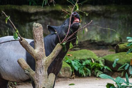 Of wild tapir eat grass image