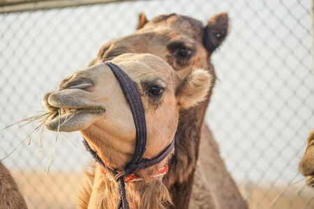 Of the Arabian desert camel (United Arab Emirates)