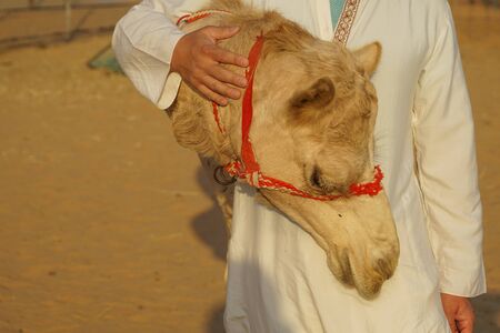Of the Arabian desert camel (United Arab Emirates)の写真素材