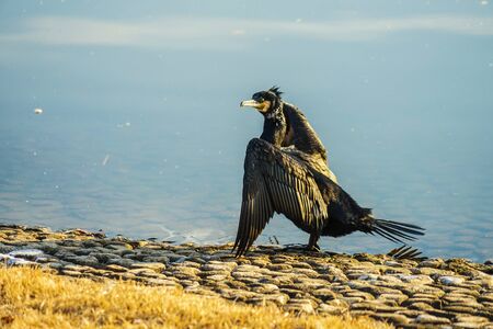 Umiu to spread its wings in the riversideの写真素材