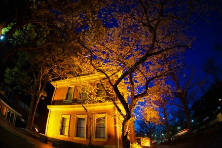 Cherry blossoms and Western-style building house (Yokohama Minato Mirai)の写真素材